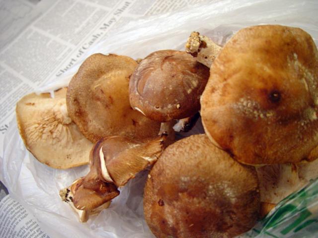 DSC04995