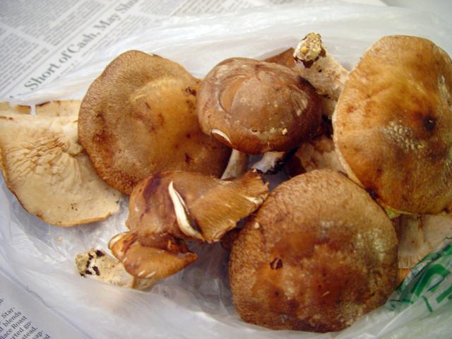 DSC04997